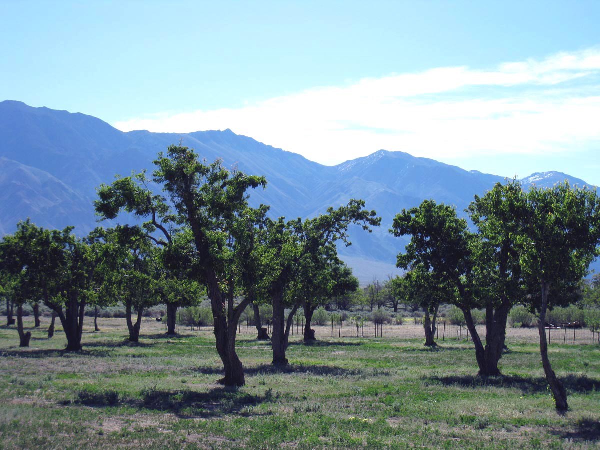 MANZ orchard Leafy fruit trees in an orchard at Manzanar, with mountains in the background