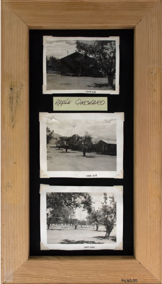 Orchards in Manzanar - panel collage Exhibit panel titled "Orchards in Manzanar." Panel includes three photographs of fruit trees within Manzanar 1942-1945, including some within a block of barracks building.