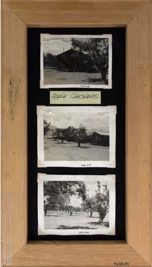 Exhibit panel titled "Orchards in Manzanar." Panel includes three photographs of fruit trees within Manzanar 1942-1945, including some within a block of barracks building.