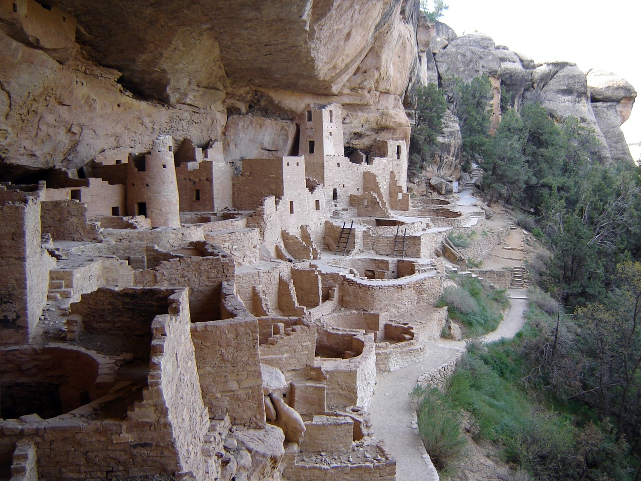 Cliff Palace, Mesa Verde's largest cliff dwelling. A collection of sand-colored buildings and walls with stairs and ladders is built under an overhanding cliff