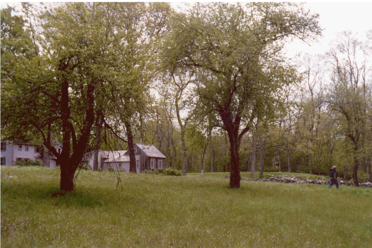 MIMA North Bridge orchard Mature fruit trees grow in a tall, unpruned shape.