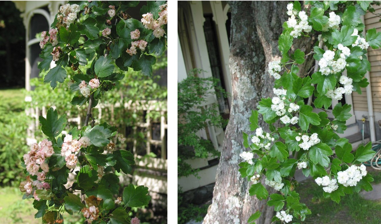 Pink and white hawthorn flowers at MIMA Two close-up photos compare the delicate pink and white flowers of the hawthorn tree, with lobed leaves.