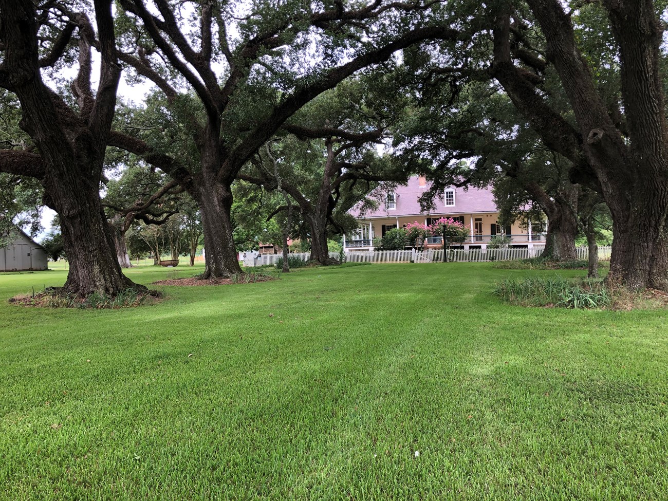 A house stands at the end of a turf-covered path with a row of mature live oak trees on each side
