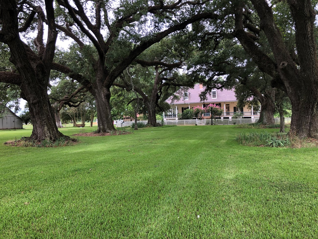 Main house allee A house stands at the end of a turf-covered path with a row of mature live oak trees on each side