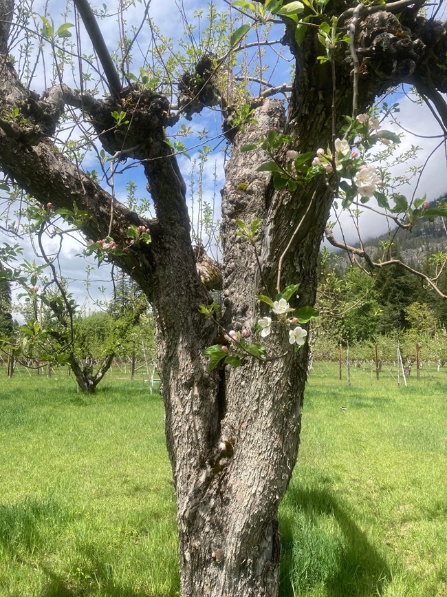 Historic Orchards And Fruit Trees