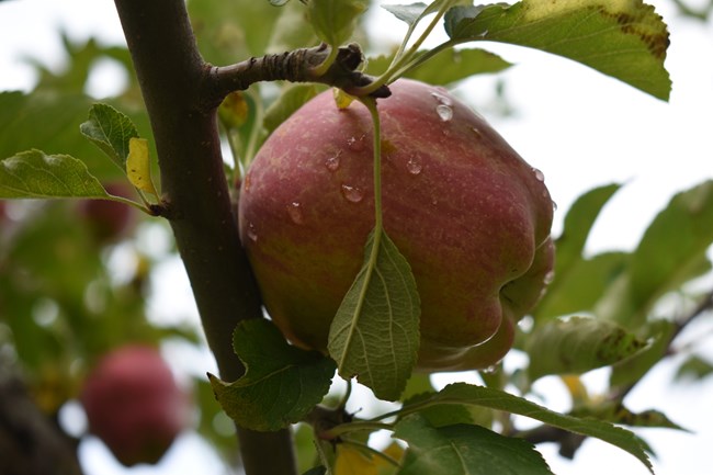 Drops of water on the smooth red skin of an apple growing on a leafy tree branch.