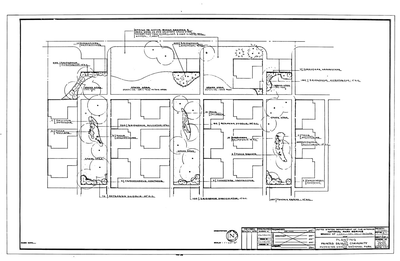 NPS Planting Residential Area PDCC_1963 - full 1963 planting plan for a section of Painted Desert Community Complex shows plants, open spaces, and buildings