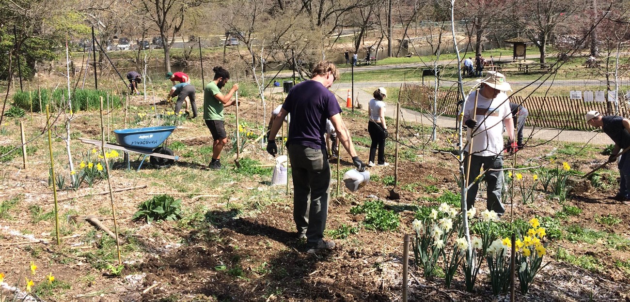 A group of people with tools are scattered throughout a young orchard on a sunny spring day. A creek and pathway are in the background