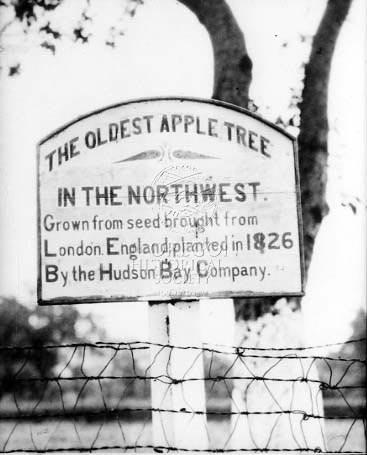 Black and white photo of a sign that says "The Oldest Apple Tree in the Northwest"