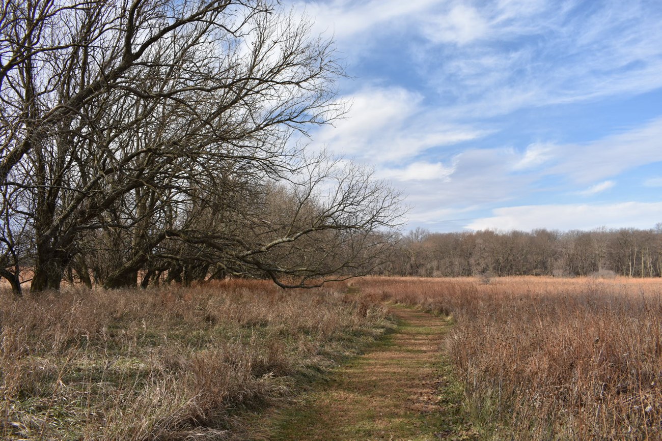 Osage Orange hedgerow and path cut through prairie grass