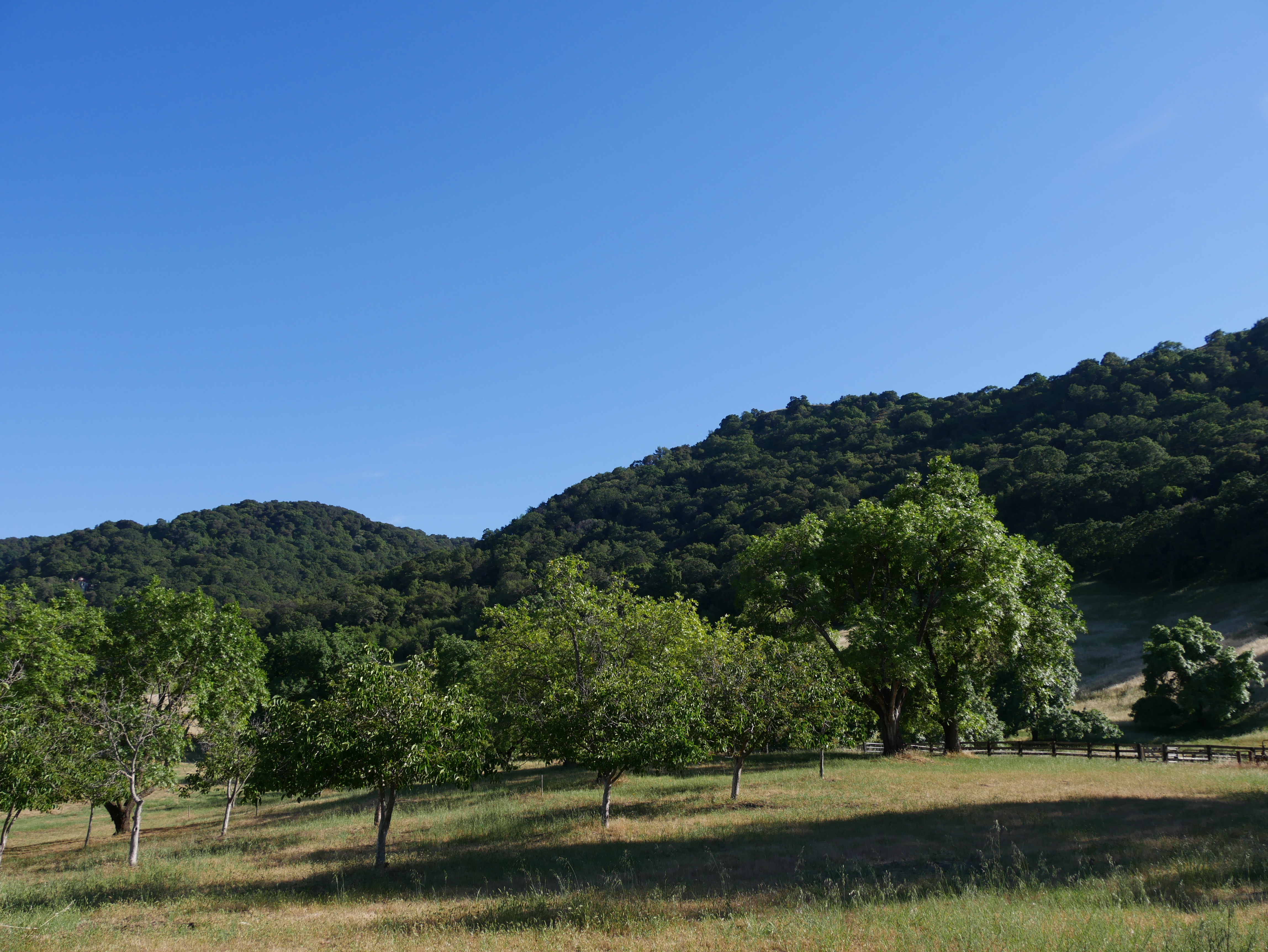 Leafy trees with slender trunks grow in rows in a grassy area, in front of a tree-covered hill