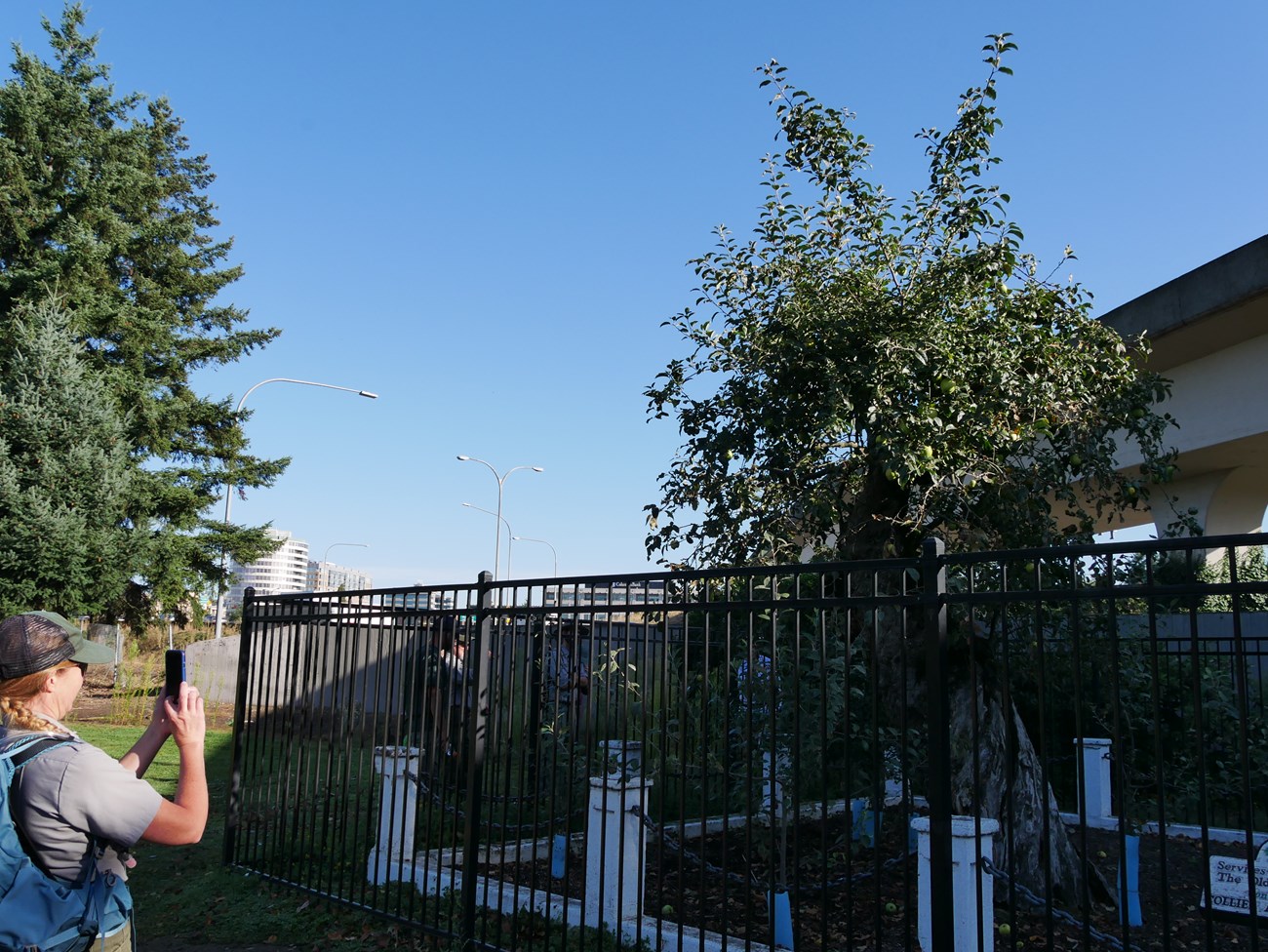A person uses a cell phone to take a picture of the Old Apple Tree, surrounded by a metal fence and backed by an elevated highway