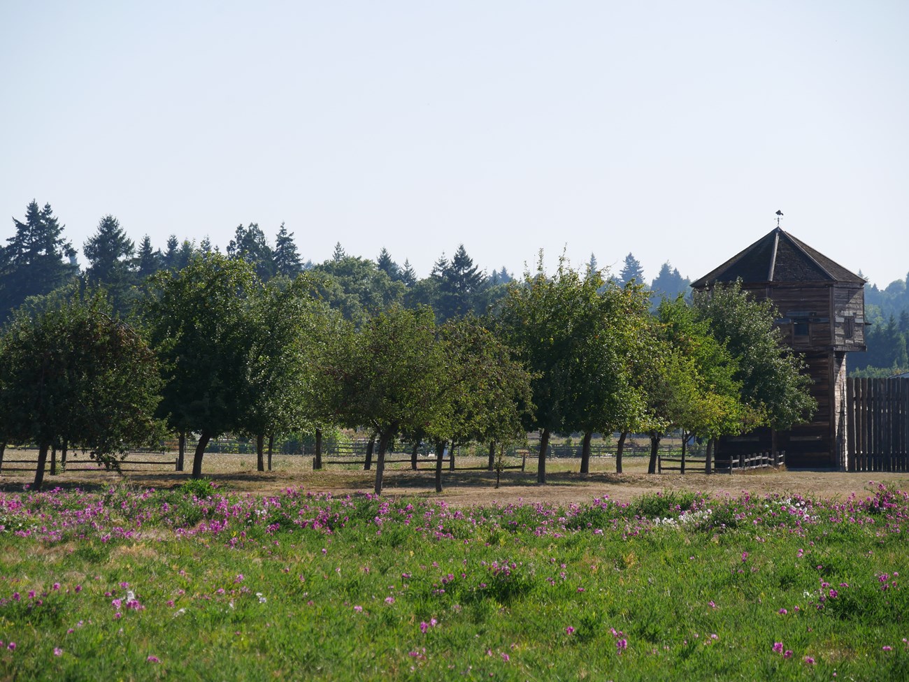 The edge of an apple orchard beside the wooden palisade of a fort, seen from across a grassy field