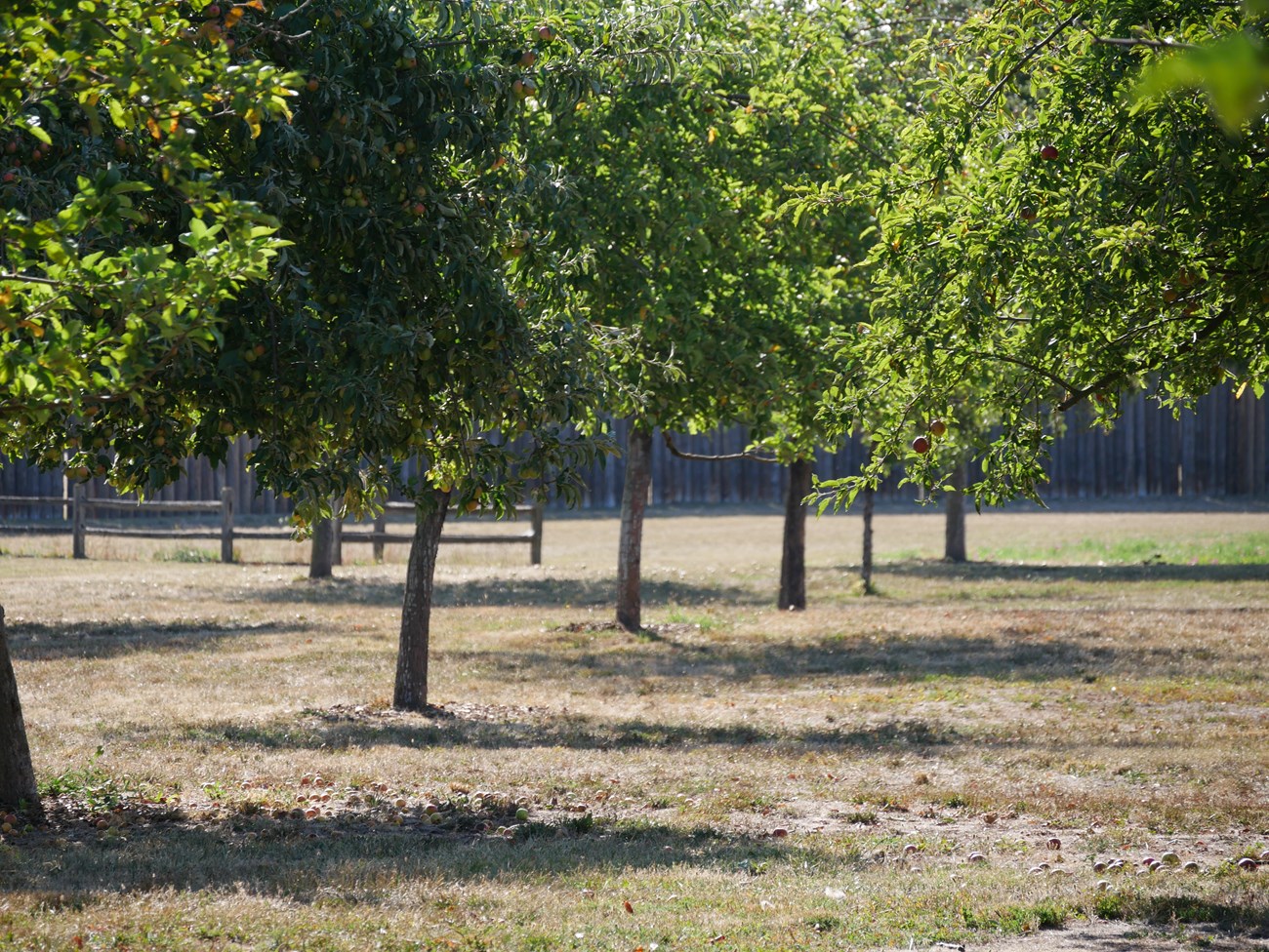 A row of leafy apple trees in an orchard, surrounded by dry grass
