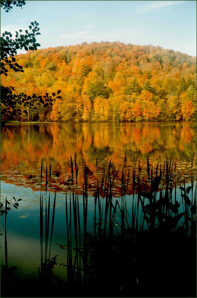 A hill of glowing foliage is reflected in a still pond.