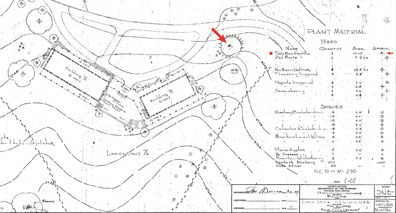 Planting design for Bluffs Lodge A drawing plant for the Bluffs Lodge shows structures, circulation, topography, and trees. A red arrow points to the table mountain pine to the right of the lodge.