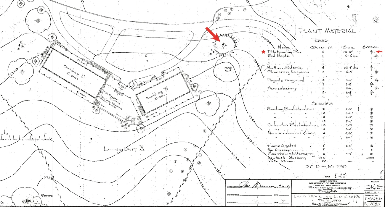 Planting design for Bluffs Lodge A drawing plant for the Bluffs Lodge shows structures, circulation, topography, and trees. A red arrow points to the table mountain pine to the right of the lodge.