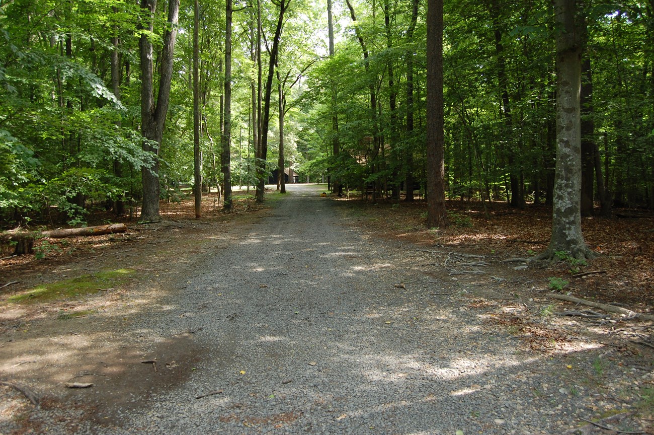 Straight gravel road through deciduous forest leads toward cabins