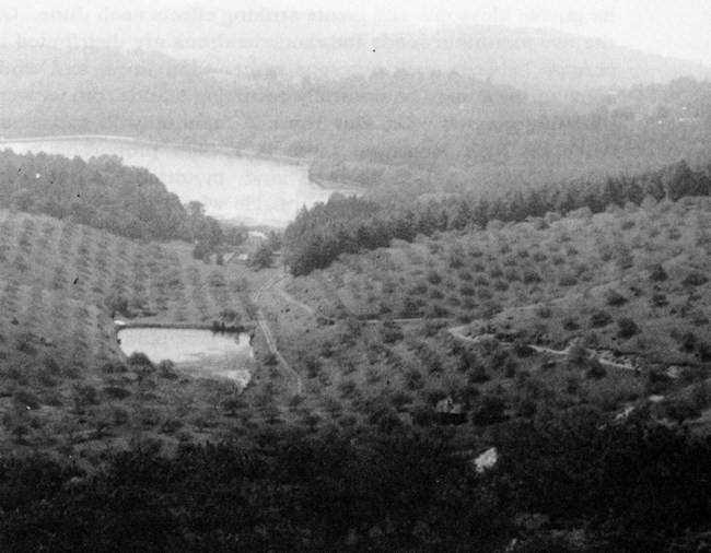 BLRI View from Esplanade to Bass Lake 1947 Rows of fruit trees fill the slopes of a hill leading toward a lake surrounded by trees.