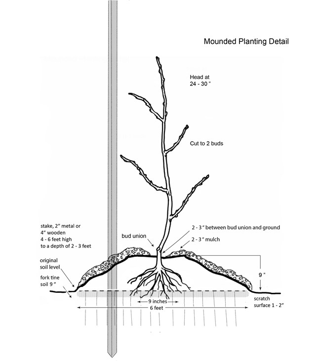 Detailed diagram for planting young fruit tree into a mound, showing dimensions and the relationship between graft, mulch, soil, and pruning cuts.