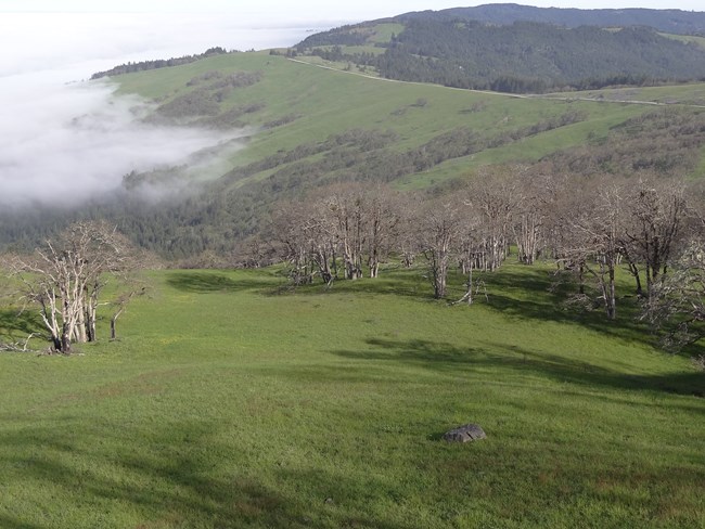 Bald Hills Road stretches into the distance along the top of rolling prairie, with scattered oaks and low clouds