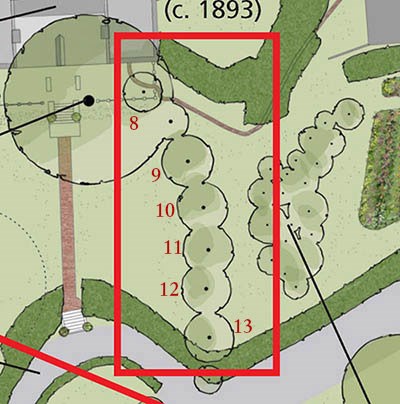 Apple trees east of entry walk Illustration of a row of trees from a site plan, identified by a red outline.