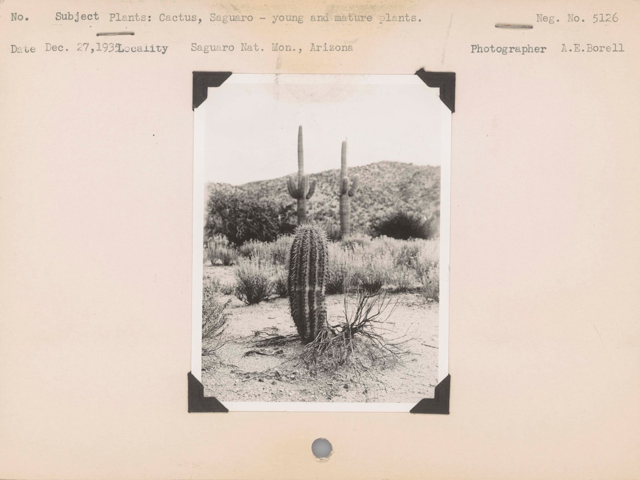 A 1935 photograph of Saguaro cactus mounted on paper, Negative #: 5126