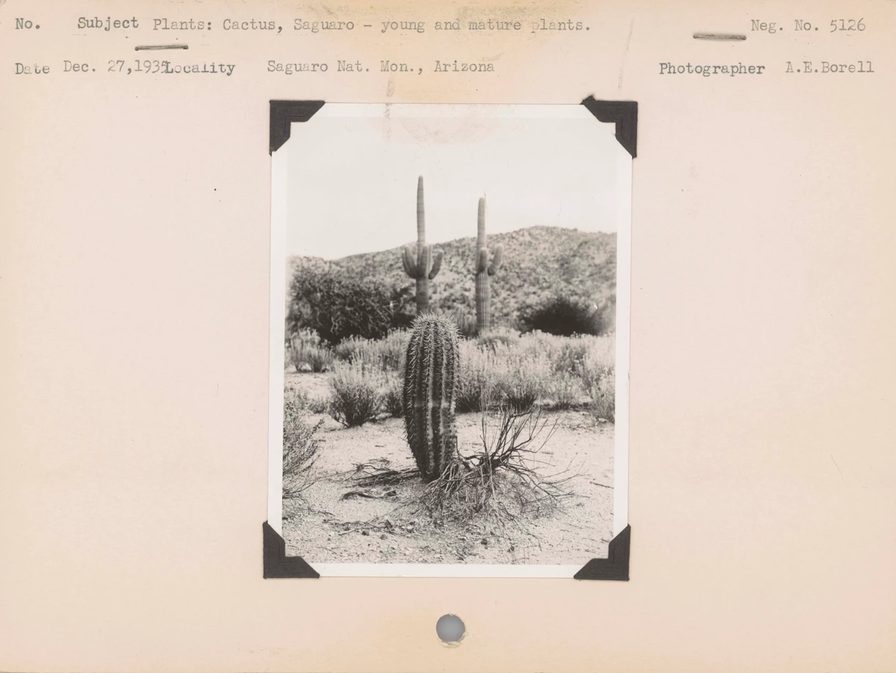 Saguaro, NPS History Collection A 1935 photograph of Saguaro cactus mounted on paper, Negative #: 5126