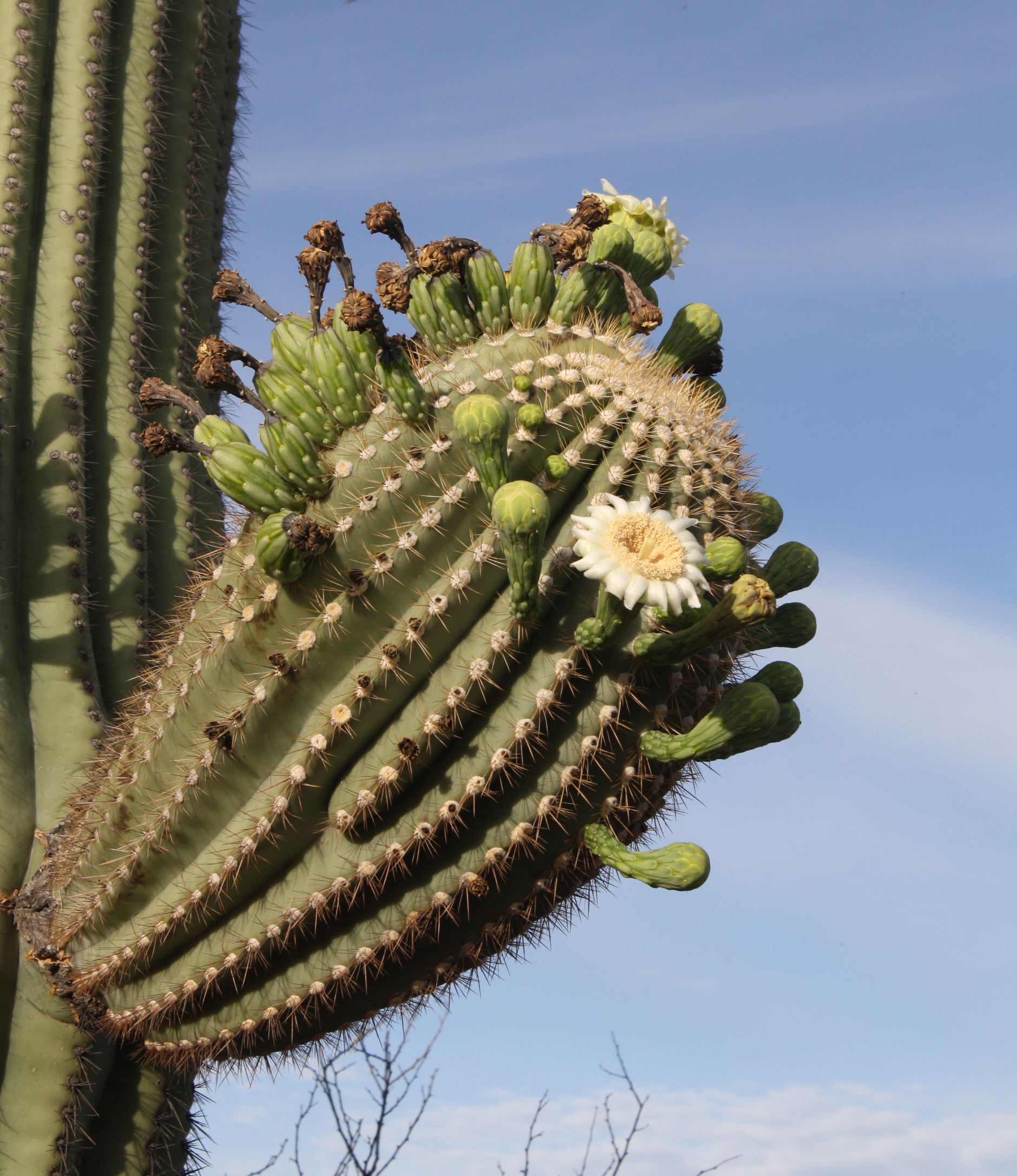 The Saguaro Cactus: All About These Desert Plants in Arizona