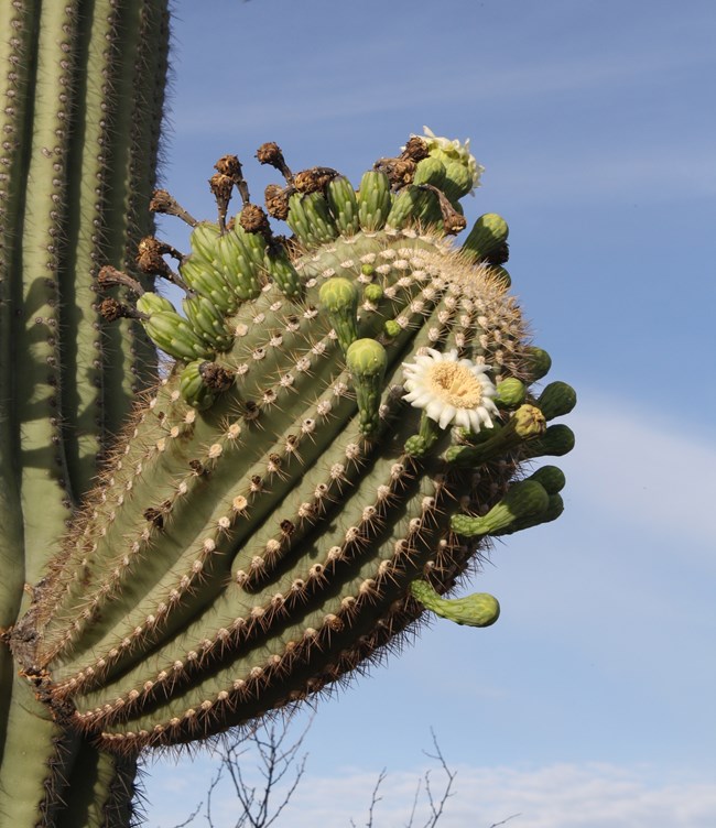 Close-up of blooms on short Saguaro arm