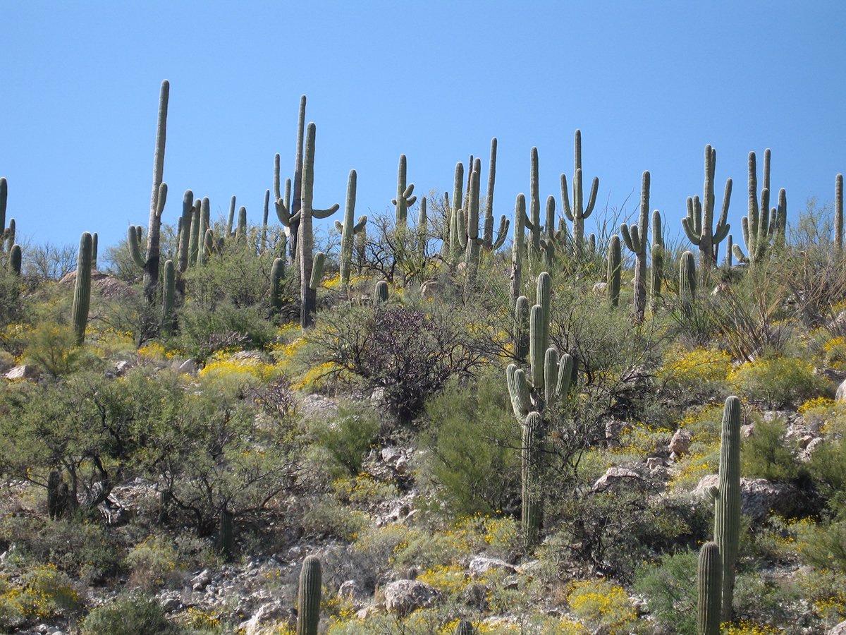 saguaro trail running