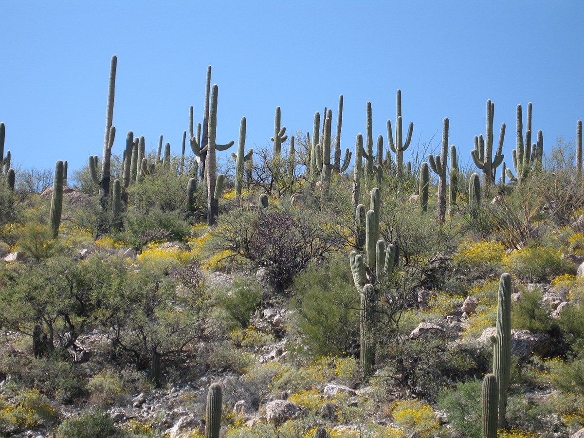 Saguaro México