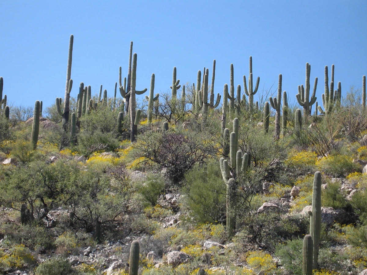 Saguaro cacti landscape Hillside covered with many columnar cacti and other green desert vegetation. The columnar cacti and their arms are outlined against a blue sky.