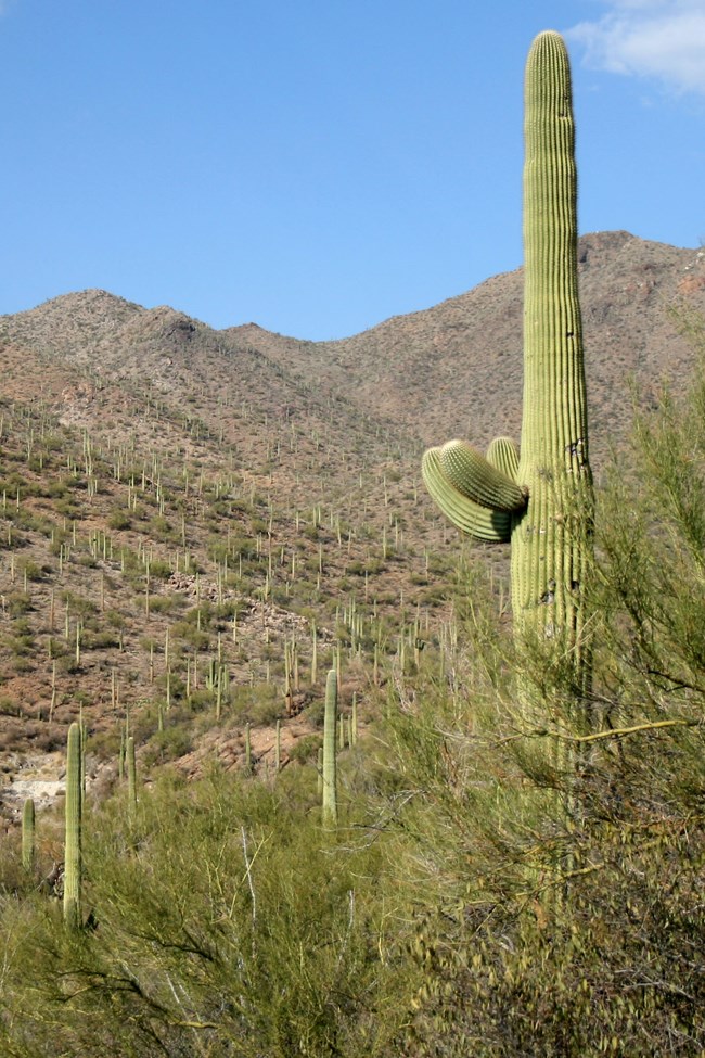 The narrow, vertical shapes of Saguaro cacti cover desert hillsides