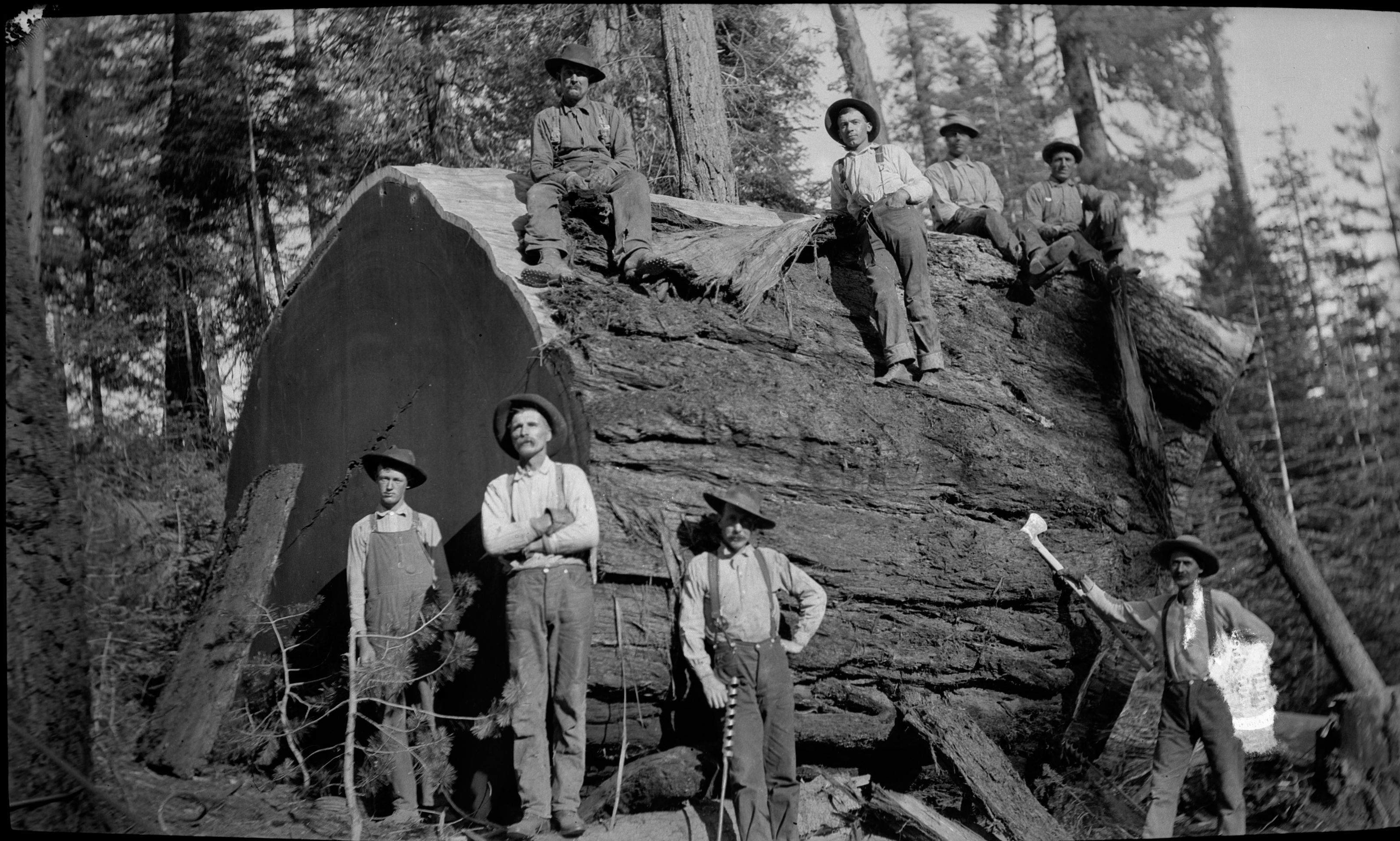 A group of loggers pose beside and atop a massive felled sequoia log