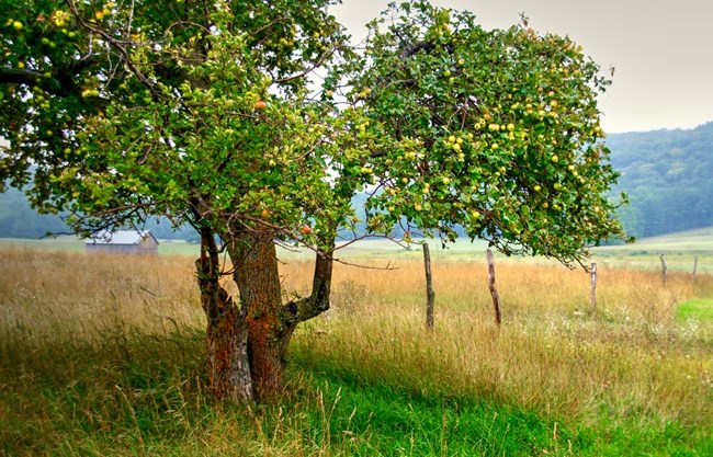 Small apples hang in the leafy branches of a mature tree in a grassy field, with a short trunk and open bowl shape