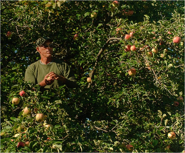 Jim Kelderhouse collecting apples Jim Kelderhouse holds an apple, surrounded by the leafy branches of an apple tree with hanging fruit