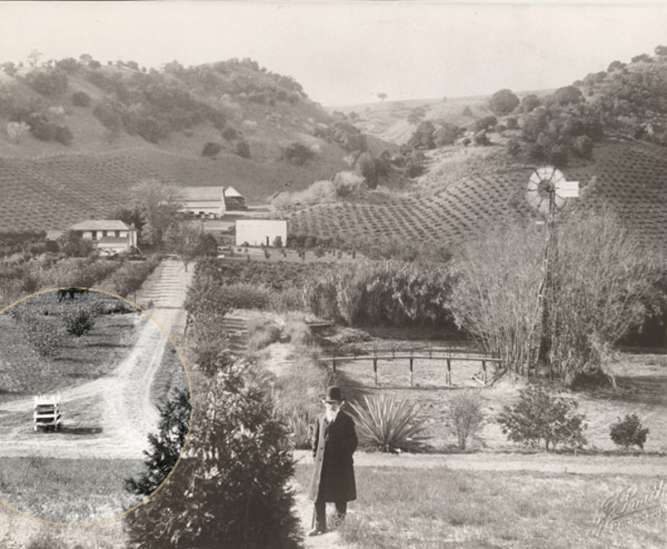 Stentzel with crated tree A man in a hat and long coat stands to the right of a wooden crate at the end of a driveway, with orchards and rolling hills in the background