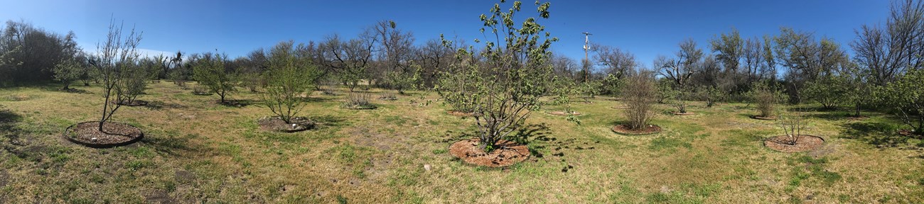 Panorama of orchard where short grass grows around young peach, apple, and pomegranate trees.