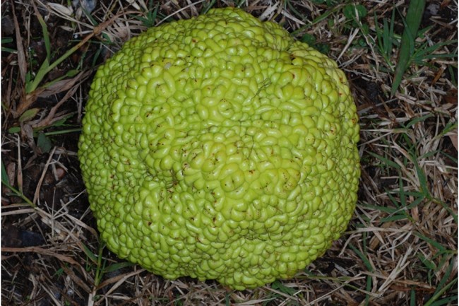 A rounded, yellow-green fruit with a textured surface composed of many fleshy mounds.