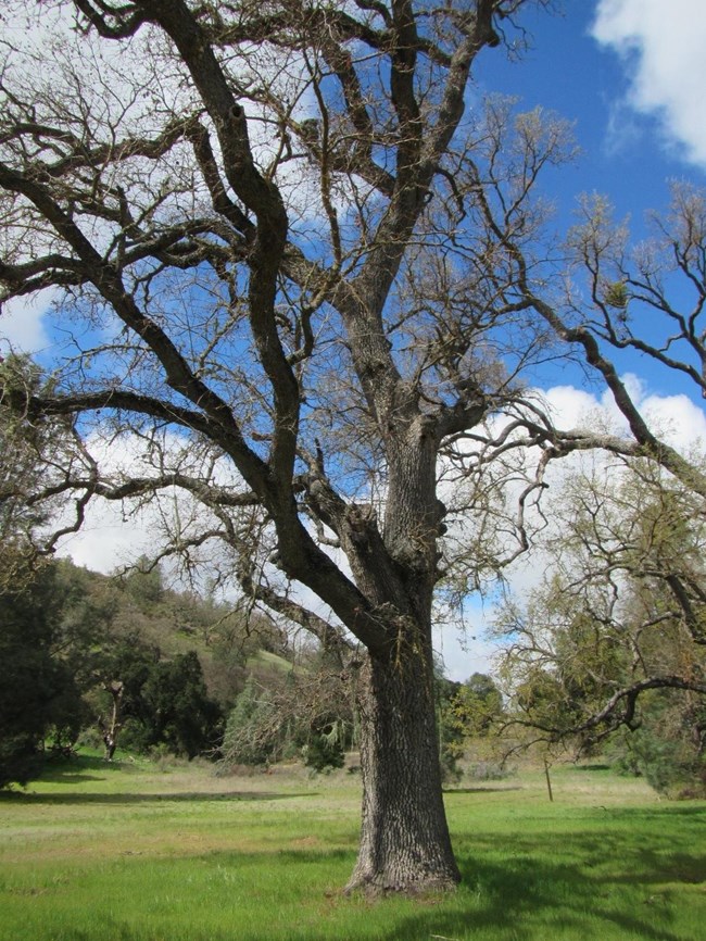Valley Oak at Bear Valley School A large oak tree has upright, curving branches. It is surrounded by level turf.