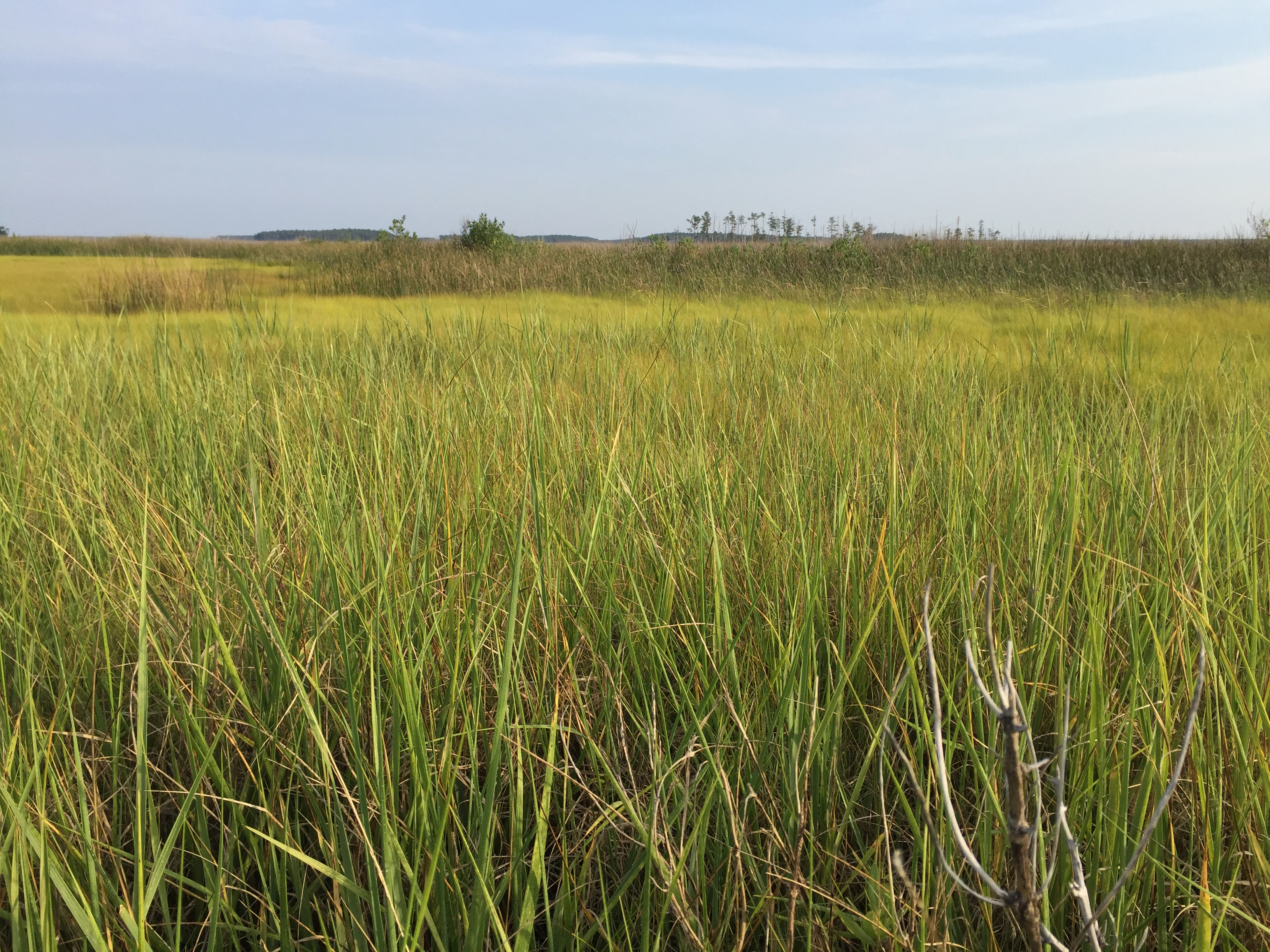 A low view across the tops of bright, yellow green grass in an open landscape.