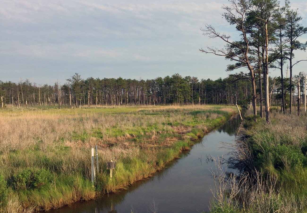 A channel of water divides a marshy area of low grass and thin trees