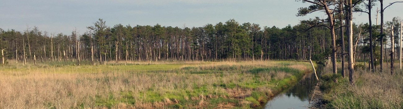 A perimeter of pines surrounds a marsh with a canal and grasses