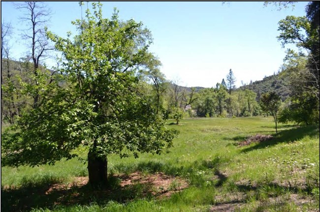 View past a fruit tree with a leafy canopy towards an open grass area, with a perimeter of trees