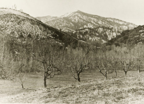 WHIS fruit tree shape Historic photo of a row of fruit trees in an orchard with branches in a bowl-like shape