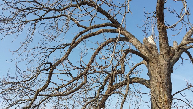 WORI horse chestnut storm damage Stanton House horse chestnut closeup showing storm damage, indicated by broken branches in the leafless tree.
