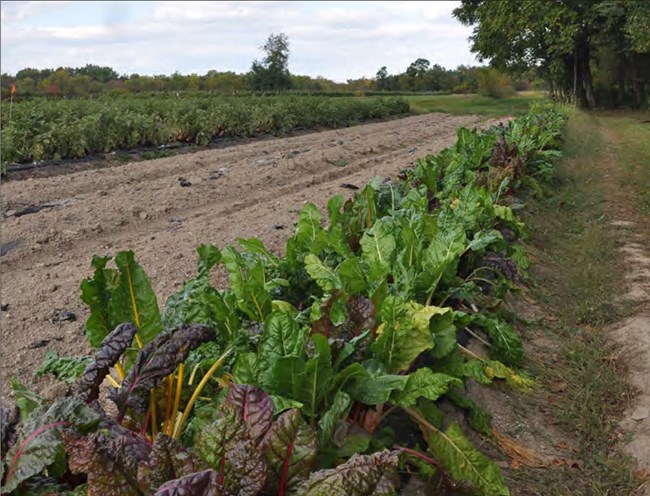 A dense, low row of leafy greens grow near an open area of soil in a field.