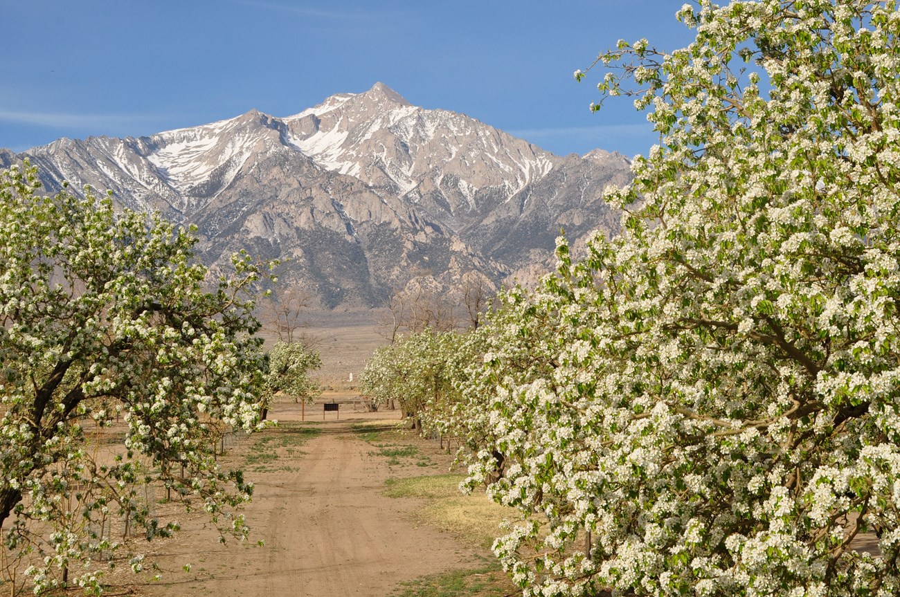Orchards and mountain view at Manzanar Rocky mountains with a dust of snow rise in the distance behind rows of mature, blooming fruit trees