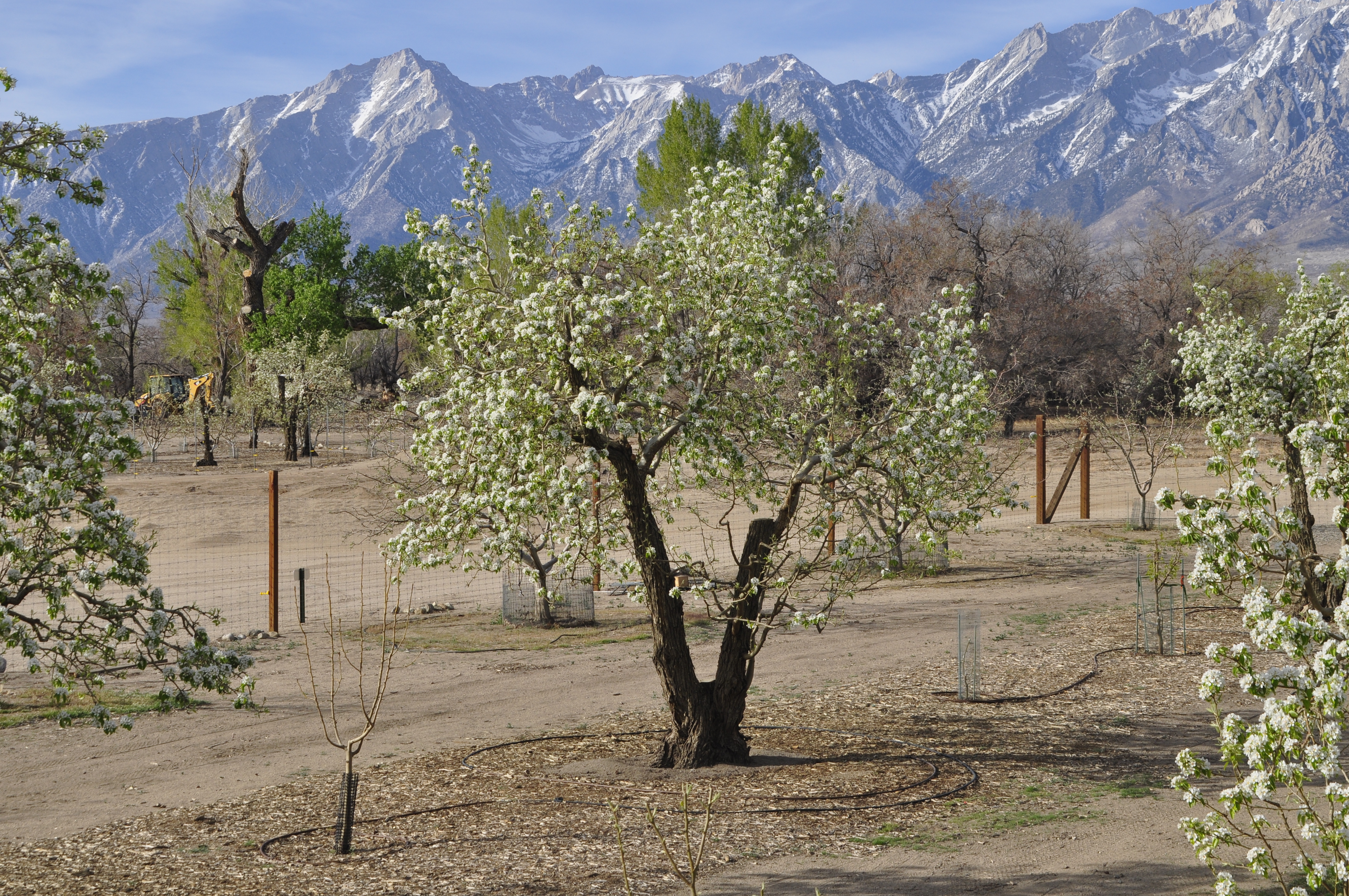 An orchard row includes a mature, flowering fruit tree and young trees, with mulch, irrigation, and fencing